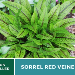 Sorrel, Red Veined 200 Seeds Heirloom Herb, Culinary & Medicinal Plant, Vibrant Red Veins, Tangy Flavor Rumex sanguineus image 6