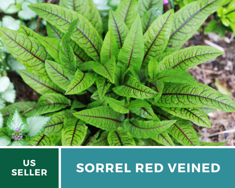 Sorrel, Red Veined 200 Seeds Heirloom Herb, Culinary & Medicinal Plant, Vibrant Red Veins, Tangy Flavor Rumex sanguineus image 6