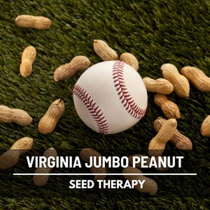 May include: A baseball surrounded by peanuts on a green surface. The baseball is white with red stitching. The peanuts are brown and in their shells. Text at the bottom reads "VIRGINIA JUMBO PEANUT SEED THERAPY".
