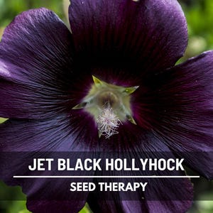 May include: Close-up of a jet black hollyhock flower with deep purple petals. The flower's center has a yellow and white pistil. The text "JET BLACK HOLLYHOCK" and "SEED THERAPY" is displayed on the image.