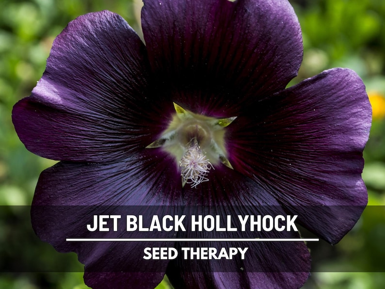 May include: Close-up of a jet black hollyhock flower with deep purple petals. The flower's center has a yellow and white pistil. The text "JET BLACK HOLLYHOCK" and "SEED THERAPY" is displayed on the image.