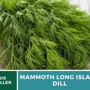 May include: A bunch of fresh green dill, a type of herb, with the text "MAMMOTH LONG ISLAND DILL" on a teal background.