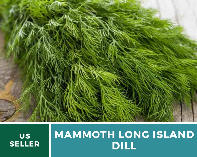 May include: A bunch of fresh green dill, a type of herb, with the text "MAMMOTH LONG ISLAND DILL" on a teal background.