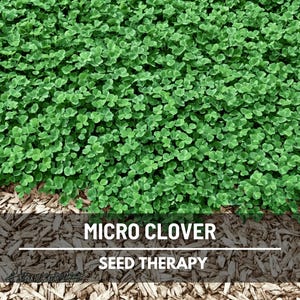 Micro Clover (Mini Clover) Seeds – Perennial Lawn Alternative, White Clover, Grass Supplement and Landscaping | 10,000 Seeds