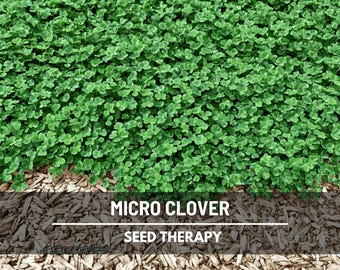 Micro Clover (Mini Clover) Seeds – Perennial Lawn Alternative, White Clover, Grass Supplement and Landscaping | 10,000 Seeds