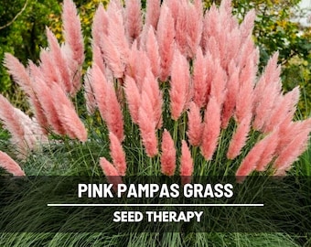 Pink Pampas Grass Seeds – Heirloom Ornamental Grass, Fluffy Pink Plumes for Dried Floral, Boho Decor | 100 Seeds