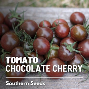 Tomato, Chocolate Cherry - 25 Seeds - Heirloom Vegetable, Indeterminate Plant, Chocolate-Colored Fruits, Rich Flavor (Solanum lycopersicum)