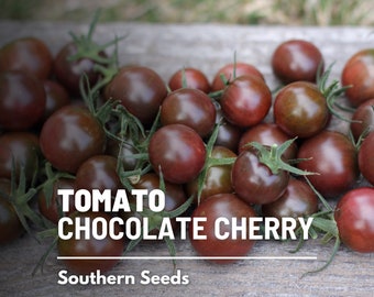 Tomato, Chocolate Cherry - 25 Seeds - Heirloom Vegetable, Indeterminate Plant, Chocolate-Colored Fruits, Rich Flavor (Solanum lycopersicum)