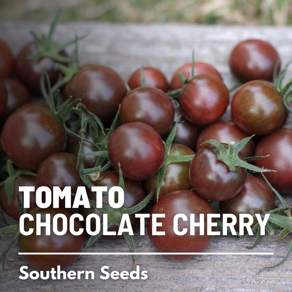 Tomato, Chocolate Cherry - 25 Seeds - Heirloom Vegetable, Indeterminate Plant, Chocolate-Colored Fruits, Rich Flavor (Solanum lycopersicum)