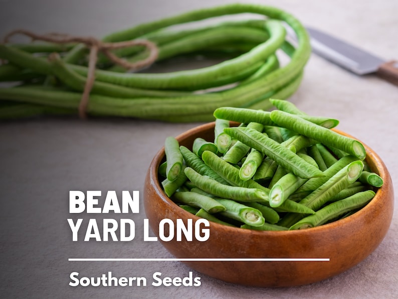 Pu&ograve; includere: Una ciotola di fagiolini lunghi verdi freschi, noti anche come fagiolini d'asparago. I fagiolini sono disposti in una ciotola di legno. Il testo "BEAN YARD LONG" e "Southern Seeds" &egrave; visibile sotto la ciotola.