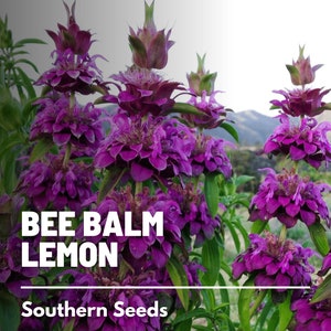 Bee Balm, Lemon Mint Bergamot - 100 Seeds - Heirloom Culinary & Medicinal Herb  (Monarda citriodora)