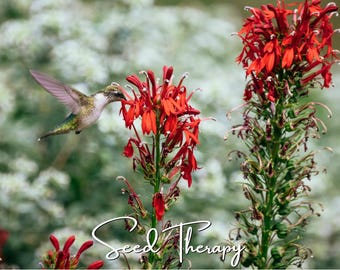 May include: A hummingbird with iridescent green and white feathers hovers near a tall, vibrant red cardinal flower. The text Seed Therapy is written in a white cursive script at the bottom of the image, set against a soft, out-of-focus green background.