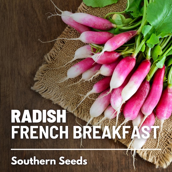 Radish, French Breakfast - 250 Seeds - Heirloom Vegetable - Non-GMO - Crisp and Mild Flavor (Raphanus sativus)