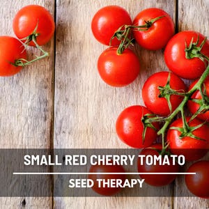 Small Red Cherry Tomato Seeds – Heirloom Vegetable, Indeterminate Plant, Sweet Cherry Tomatoes, Easy to Grow | 100 Seeds