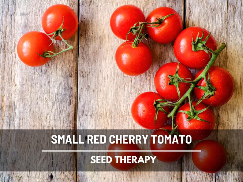 May include: A collection of small, round, bright red cherry tomatoes with green stems attached, arranged in clusters. The text "SMALL RED CHERRY TOMATO SEED THERAPY" is printed in white capital letters across the bottom of the image.