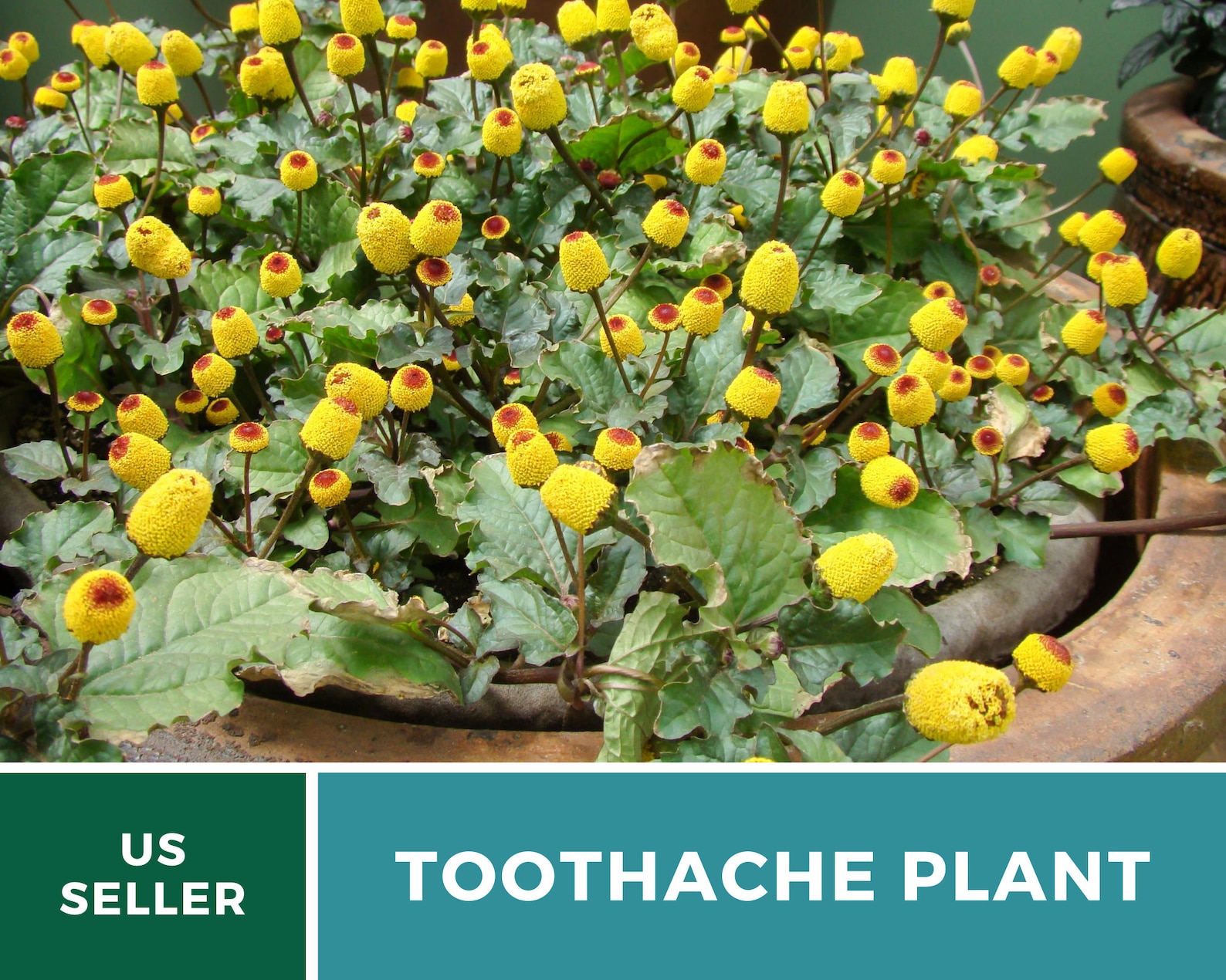 Toothache Plant 50 Seeds Medicinal Herb GMO Free Etsy