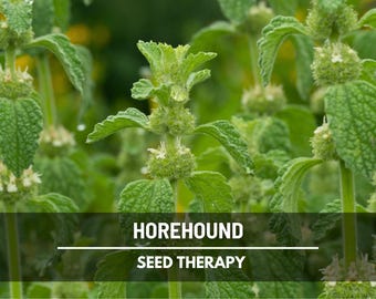 Horehound Seeds, White Horehound, Marrubium vulgare, Medicinal Herb for Old Fashioned Candy, Heirloom, 50 Seeds