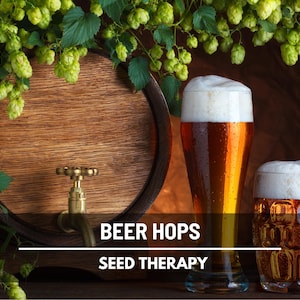 Beer Hops Seeds – Heirloom, Non-GMO Climbing Vine, Classic Brewing Plant for Beer & Garden Gift | 20 Seeds