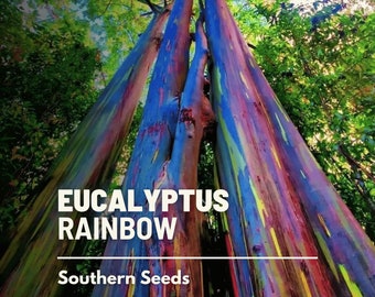 Eucalyptus, Rainbow Gum Tree - 100 Seeds - Heirloom Tree - Striking and Colorful Bark  (Eucalyptus deglupta)