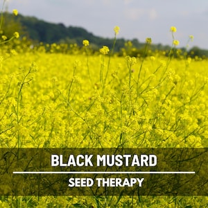 Black Mustard Seeds (Brassica Nigra) – Heirloom, for Mustard & Pickling (500 Seeds) afbeelding 1