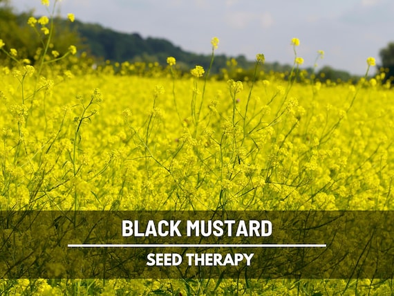Black Mustard Seeds (Brassica Nigra) – Heirloom, for Mustard & Pickling (500 Seeds)