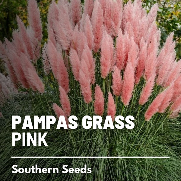 Pampas Grass, Pink - 100 Seeds - Heirloom Ornamental Grass - Fluffy Pink Plumes (Cortaderia selloana)