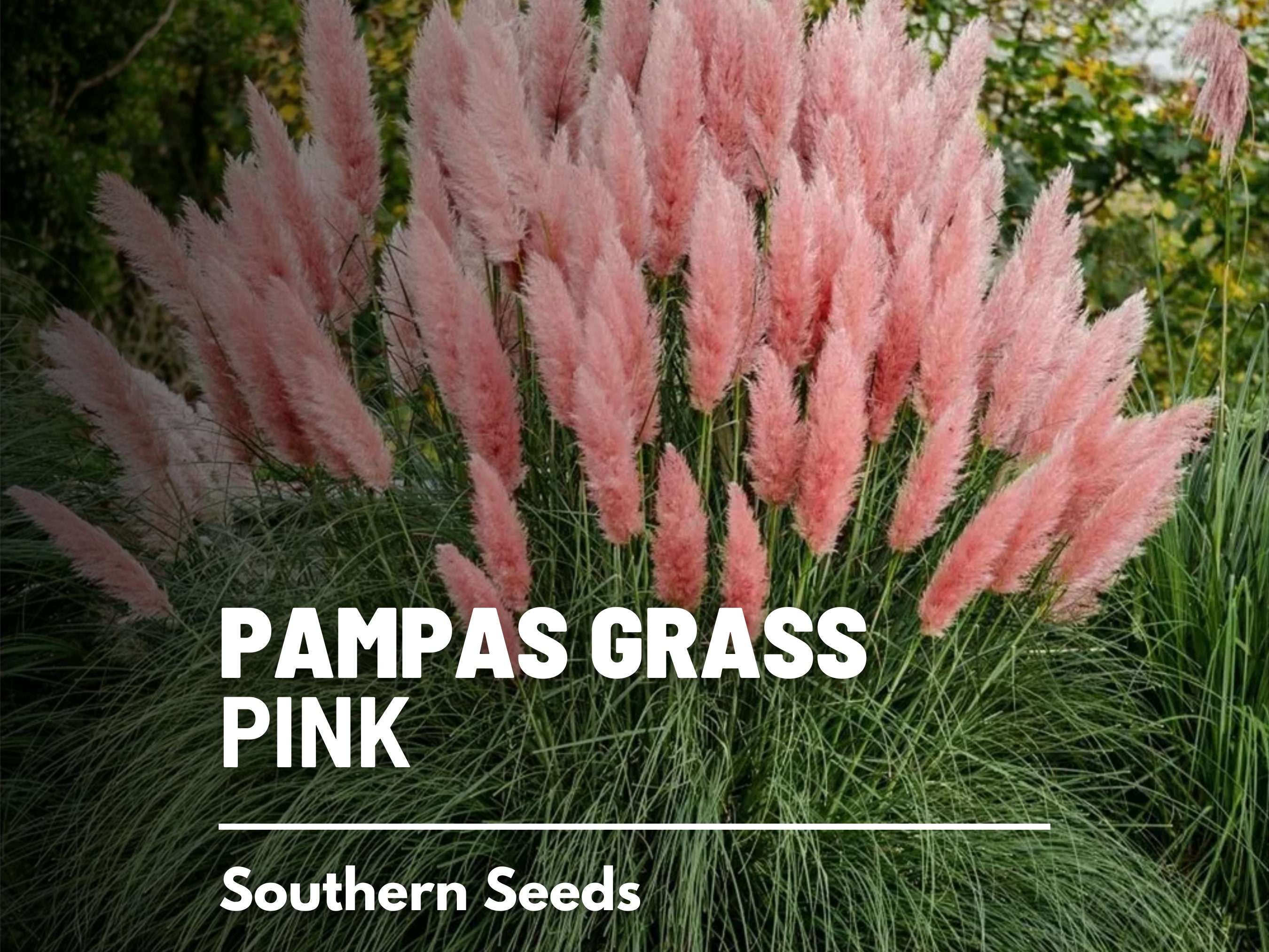 PINK PAMPAS GRASS - UNUSUAL FOLIAGE PLANTS, ORNAMENTAL GRASS, HEIRLOOM  SEEDS