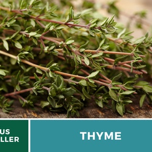 May include: A bunch of fresh green thyme sprigs with reddish-brown stems. US SELLER and THYME are written in white text on a green and teal background.