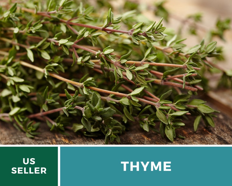 May include: A bunch of fresh green thyme sprigs with reddish-brown stems. US SELLER and THYME are written in white text on a green and teal background.