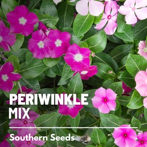 Periwinkle, Mix - 100 Seeds - Heirloom Flower, Pink to Rose Blooms, Drought & Heat Tolerant, Easy to Grow (Vinca Rosea)