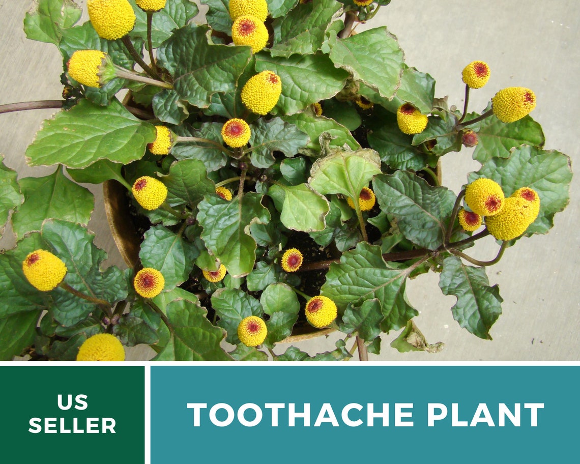 Toothache Plant 50 Seeds Medicinal Herb GMO Free Etsy