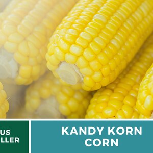 May include: Close-up of several ears of yellow corn, steamed and ready to eat. The corn is labeled "KANDY KORN CORN".