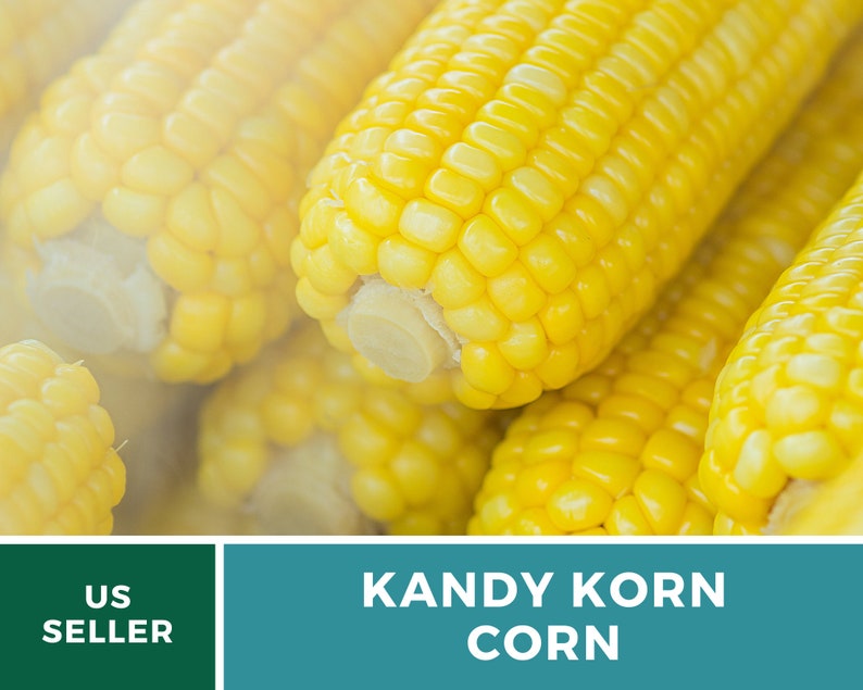 May include: Close-up of several ears of yellow corn, steamed and ready to eat. The corn is labeled "KANDY KORN CORN".
