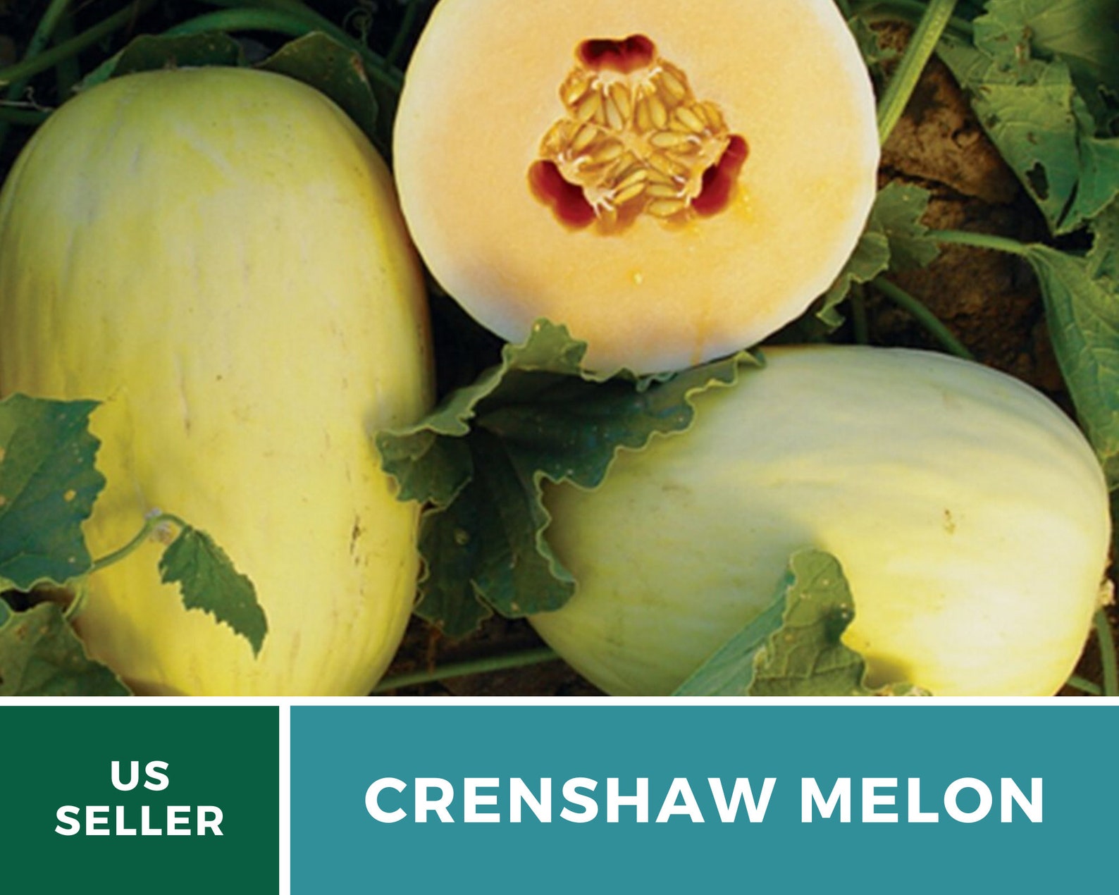 Melon Crenshaw 20 Seeds Heirloom Open Pollinated GMO Etsy