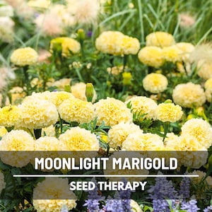 Moonlight Marigold Seeds (African) – Heirloom, Creamy White Blooms, Unique Flower and Elegant Garden Plant | 50 Seeds