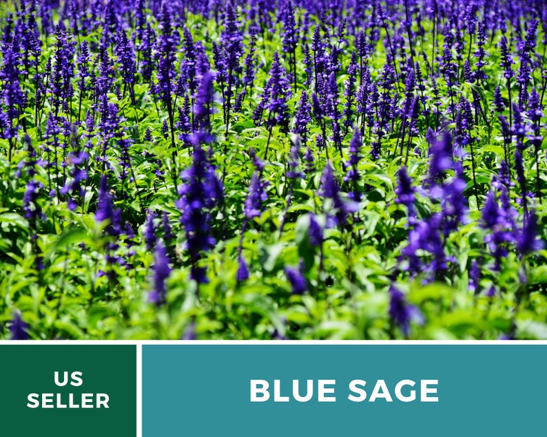 Blue Sage 100 Seeds Mealy Sage Open Pollinated GMO | Etsy