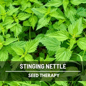 Stinging Nettle Seeds - Heirloom Culinary Herb, Non-GMO, Traditional Garden Plant (100 Seeds)