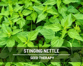 Stinging Nettle Seeds – Best Seller! Heirloom Medicinal & Culinary Herb, Herbal Teas, Non-GMO, Garden Gift | 100 Seeds