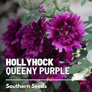 Hollyhock, Queeny Purple - 25 Seeds - Heirloom Flower - All American Award Winner (Alcea rosea)