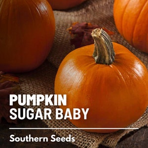 Pumpkin, Small Sugar - 15 Seeds - Heirloom Vegetable - Compact and Sweet - Ideal for Cooking and Baking (Cucurbita pepo)