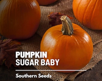 Pumpkin, Small Sugar - 15 Seeds - Heirloom Vegetable - Compact and Sweet - Ideal for Cooking and Baking (Cucurbita pepo)