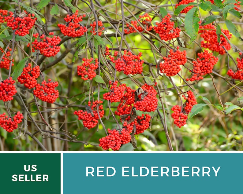 Red Elderberry 50 Seeds Culinary & Medicinal Sambucus Etsy