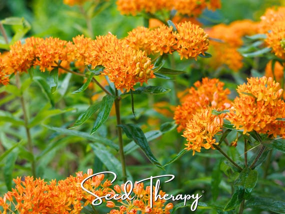 Butterfly Weed Seeds - Heirloom Flower, Vibrant Orange Blooms, Pollinator Friendly (35 Seeds)