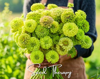 Envy Green Zinnia Seeds – Heirloom Flower, Distinctive Green Blooms, Eye-Catching, Garden Favorite | 50 Seeds