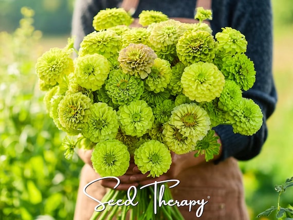 Envy Green Zinnia Seeds – Heirloom Flower, Distinctive Green Blooms, Eye-Catching, Garden Favorite | 50 Seeds