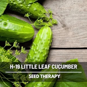 H-19 Little Leaf Cucumber Seeds – Heirloom, Open Pollinated & Non-GMO, Compact Productive Variety, Disease Resistant | 30 Seeds