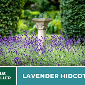 Lavender, Hidcote 50 Seeds Heirloom Flower Culinary & Medicinal Herb Lavandula angustifolia image 2