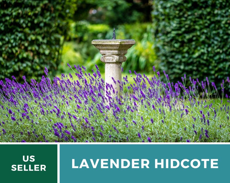 Lavender, Hidcote 50 Seeds Heirloom Flower Culinary & Medicinal Herb Lavandula angustifolia image 2