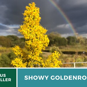 May include: A close-up of a tall stalk of yellow Showy Goldenrod flowers against a backdrop of a blurry rainbow and a cloudy sky. The text "SHOWY GOLDENROD" is displayed in white letters on a teal background.