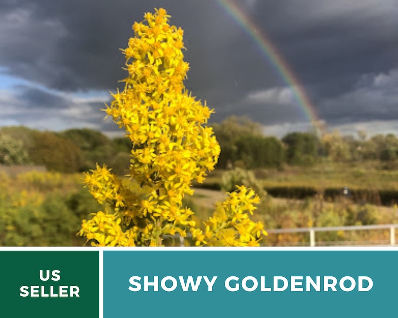 May include: A close-up of a tall stalk of yellow Showy Goldenrod flowers against a backdrop of a blurry rainbow and a cloudy sky. The text "SHOWY GOLDENROD" is displayed in white letters on a teal background.